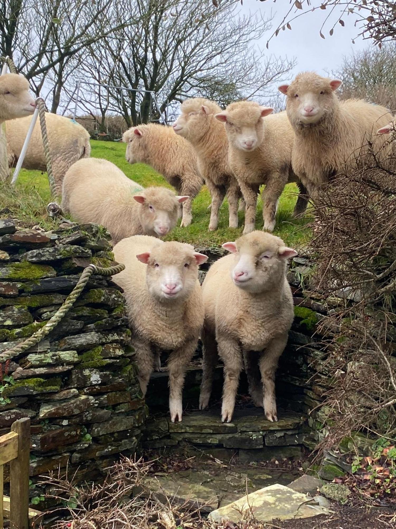 Polrunny Farm Sloe Cottage With A Sea View Boscastle Bagian luar foto